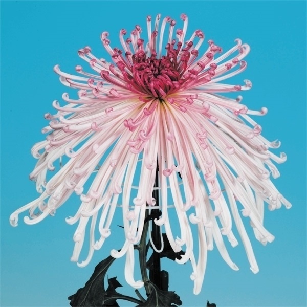 菊苗 大菊 泉郷破魔矢(P) 1芽