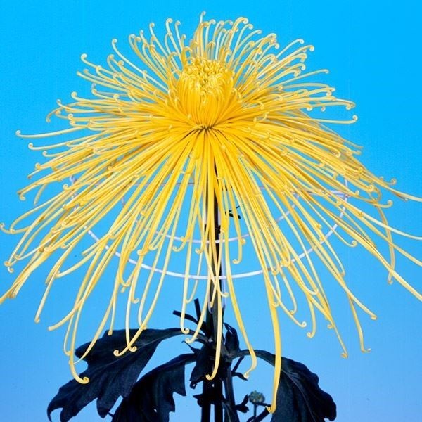 菊苗 大菊 泉郷飛雲 1芽