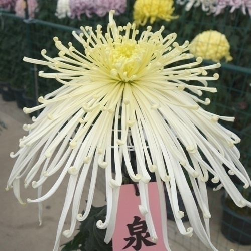 菊苗 大菊 泉郷東の風 1芽