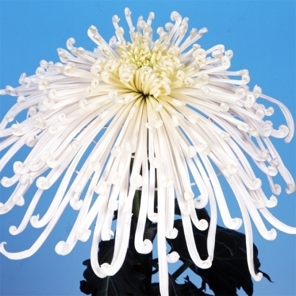 菊苗 大菊 泉郷一筆 1芽