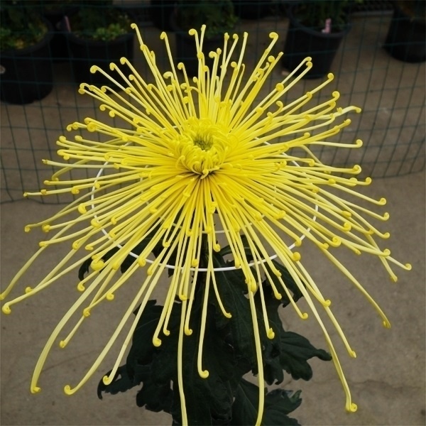 菊苗 大菊 泉郷風格 1芽