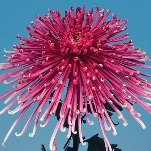 菊苗 大菊 泉郷紅姿 1芽