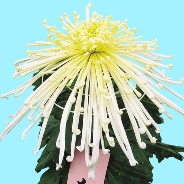 菊苗 大菊 泉郷宝剣 1芽