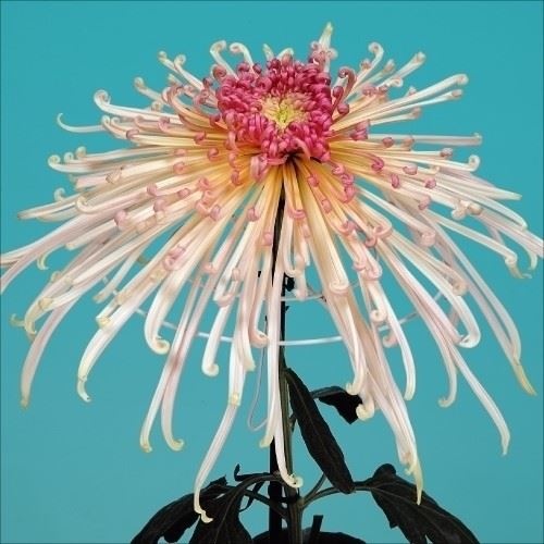 菊苗 大菊 泉郷星空 1芽