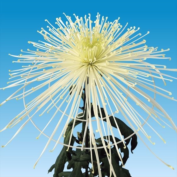 菊苗 大菊 泉郷水の神 1芽