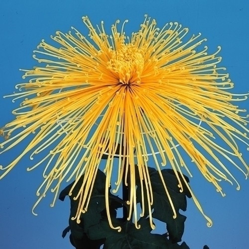 菊苗 大菊 泉郷明星 1芽