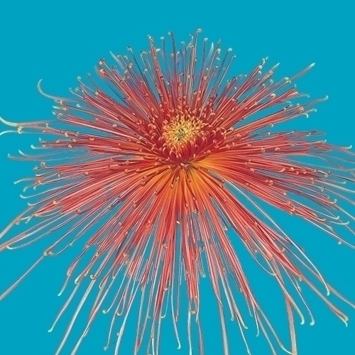 菊苗 大菊 泉郷八汐 1芽