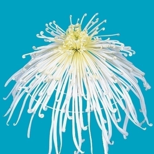 菊苗 大菊 泉郷山津波 1芽