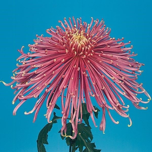 菊苗 大菊 泉郷大和路 1芽