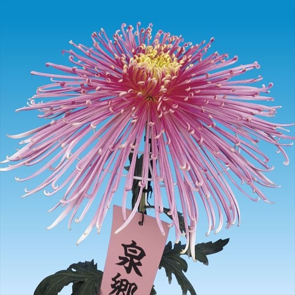 菊苗 大菊 泉郷夢灯り 1芽