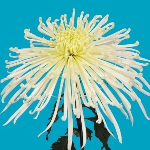 菊苗 大菊 泉郷夜舟 1芽