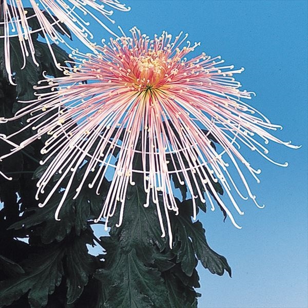 菊苗 大菊 国華花百合 1芽