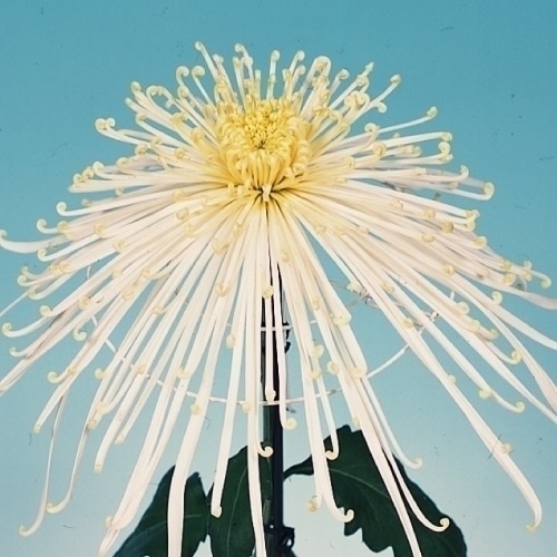 菊苗 大菊 清見の霞 1芽