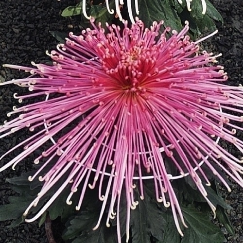 菊苗 大菊 清見の由来 1芽