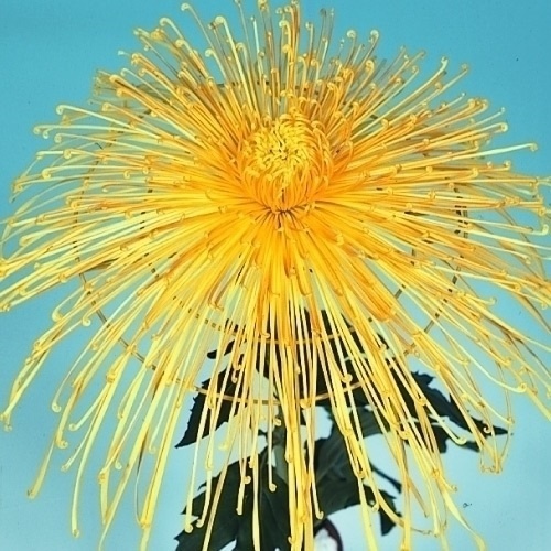 菊苗 大菊 天女の名所 1芽