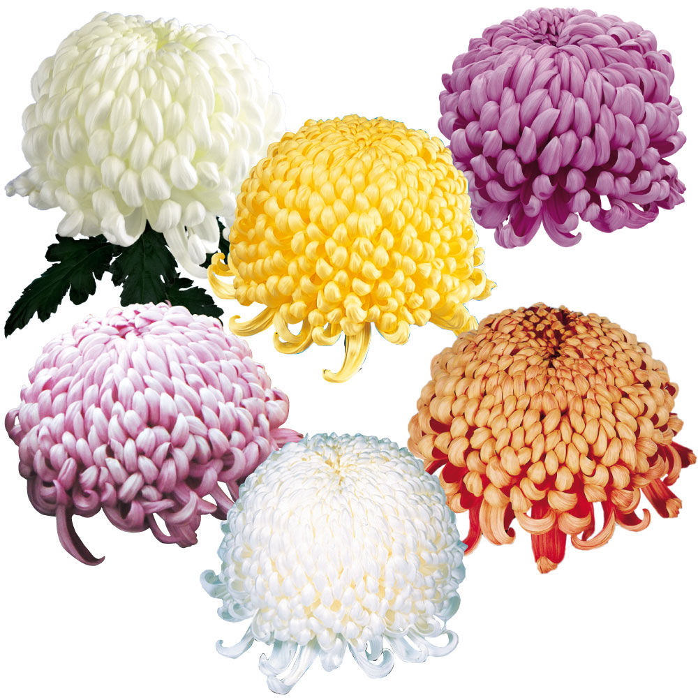 菊苗 大菊 大銘花厚物スペシャルAセット 6種6芽