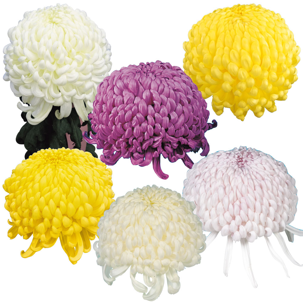 菊苗 大菊 大銘花厚物スペシャルBセット 6種6芽