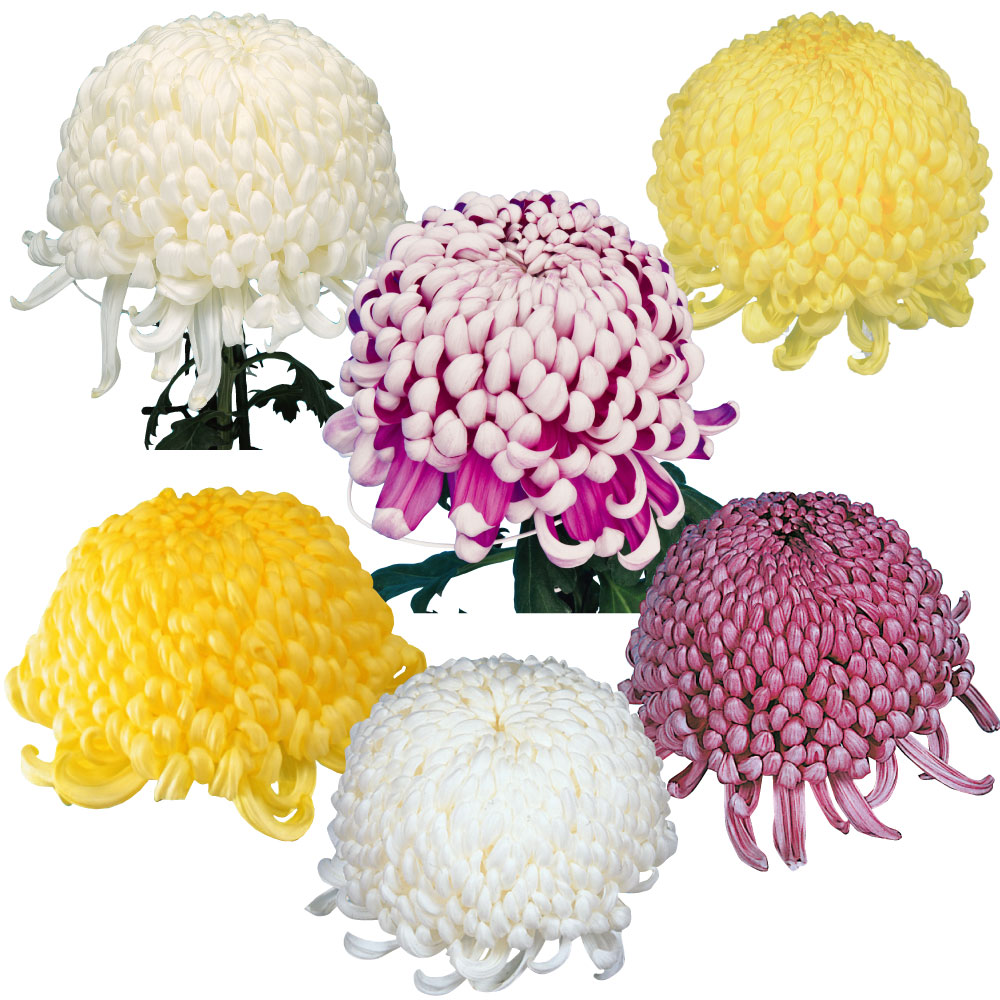 菊苗 大菊 大銘花厚物スペシャルCセット 6種6芽
