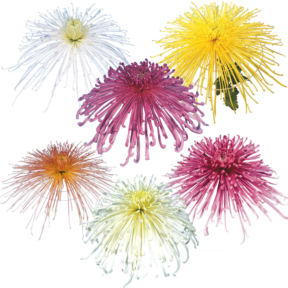 菊苗 大菊 大銘花管物スペシャルAセット 6種6芽