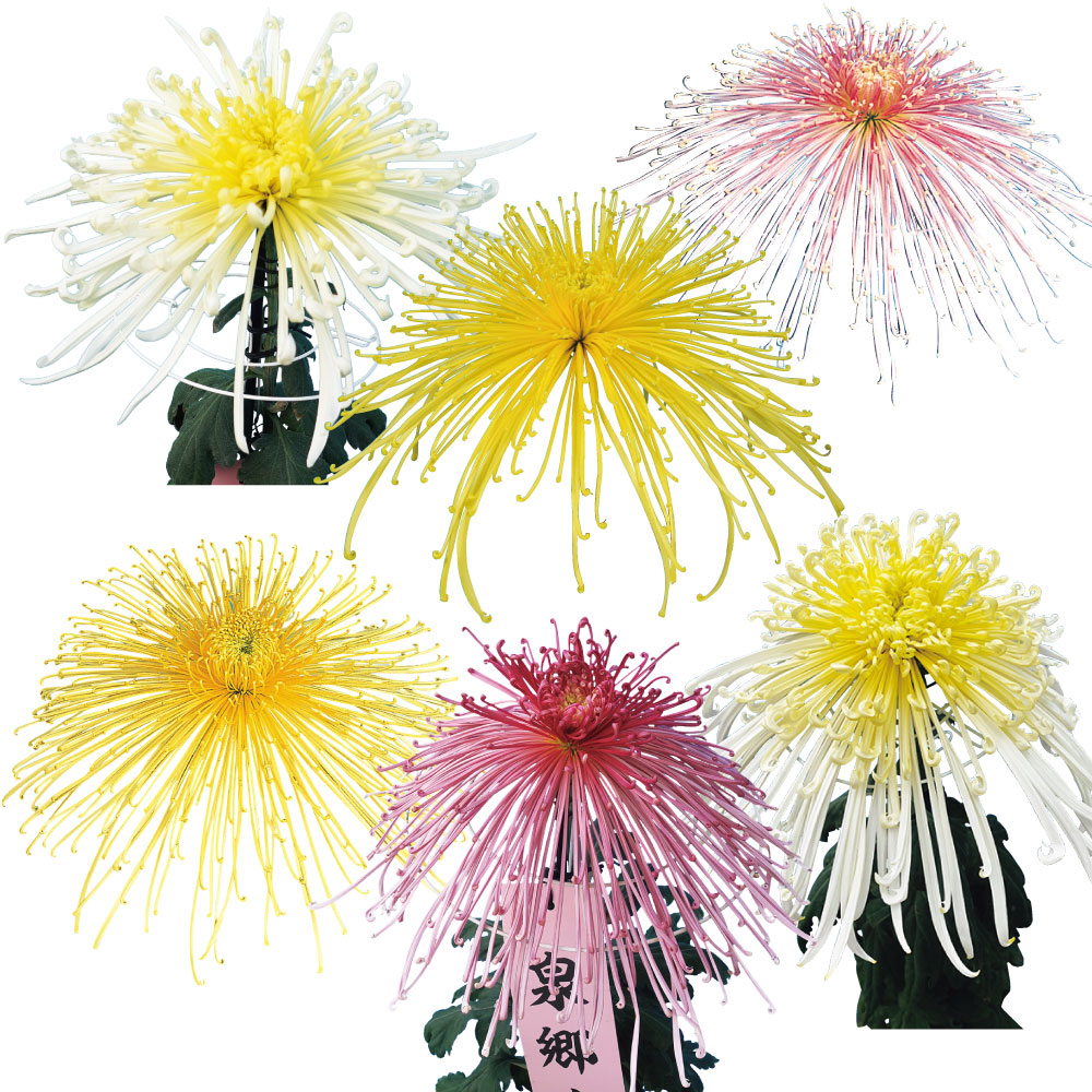 菊苗 大菊 大銘花管物スペシャルBセット 6種6芽