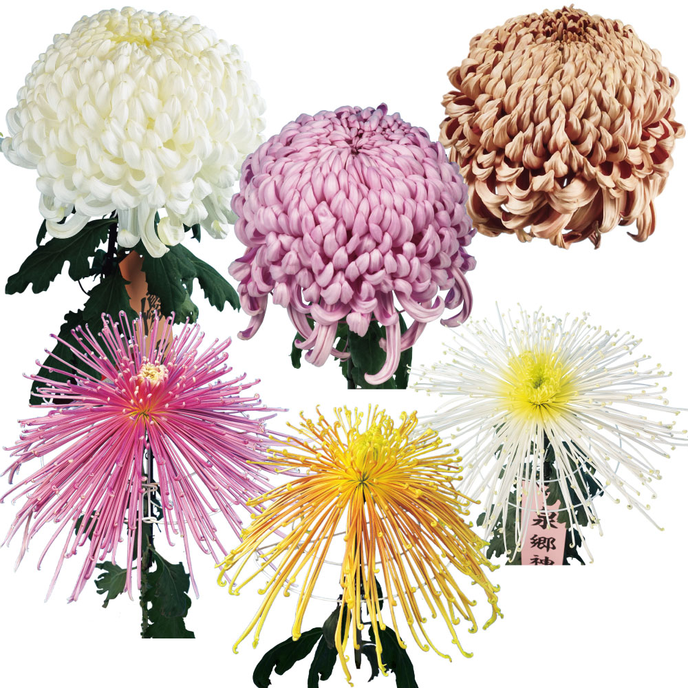 菊苗 大菊 最新厚物管物セット 6種6芽