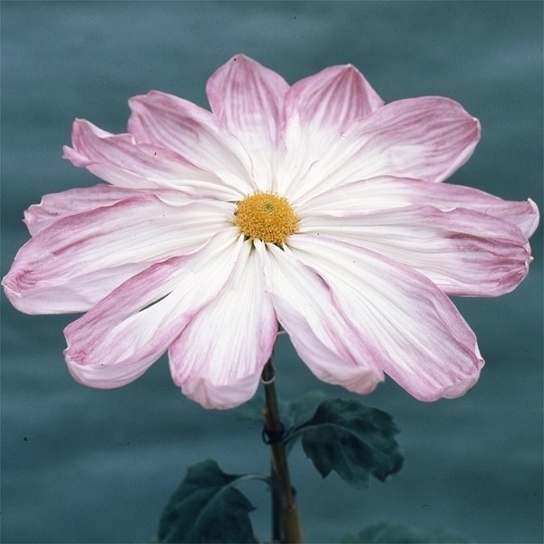 菊苗 大菊 岸の清涼殿 1芽