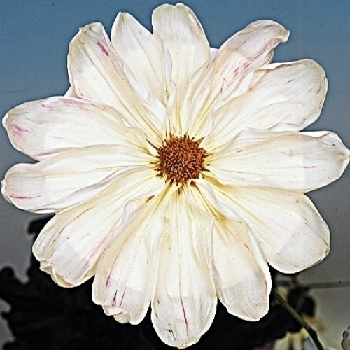 菊苗 大菊 岸のプリンス 1芽