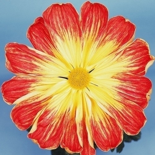 菊苗 大菊 岸の北極光 1芽