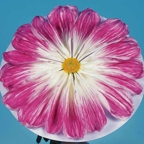 菊苗 大菊 玉光院 1芽