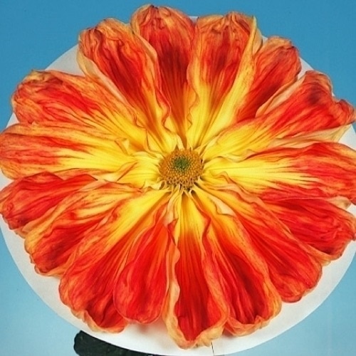 菊苗 大菊 新玉光院 1芽