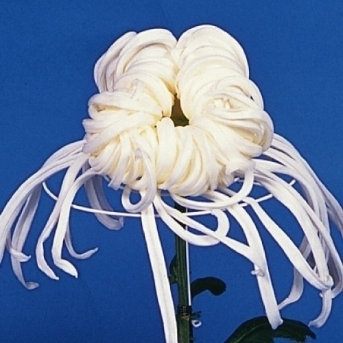 菊苗 大菊 冨山の雲 1芽