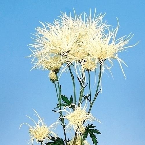 菊苗 小菊 伊勢菊 雪山 1株