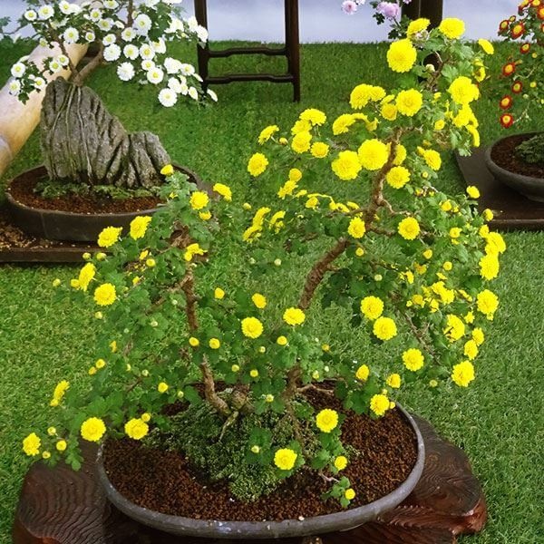 菊苗 小菊 盆栽菊 みかど 1株