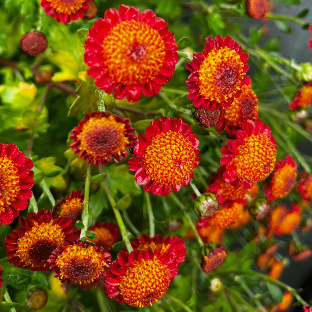 菊苗 小菊 盆栽菊 古都の紅玉 1株