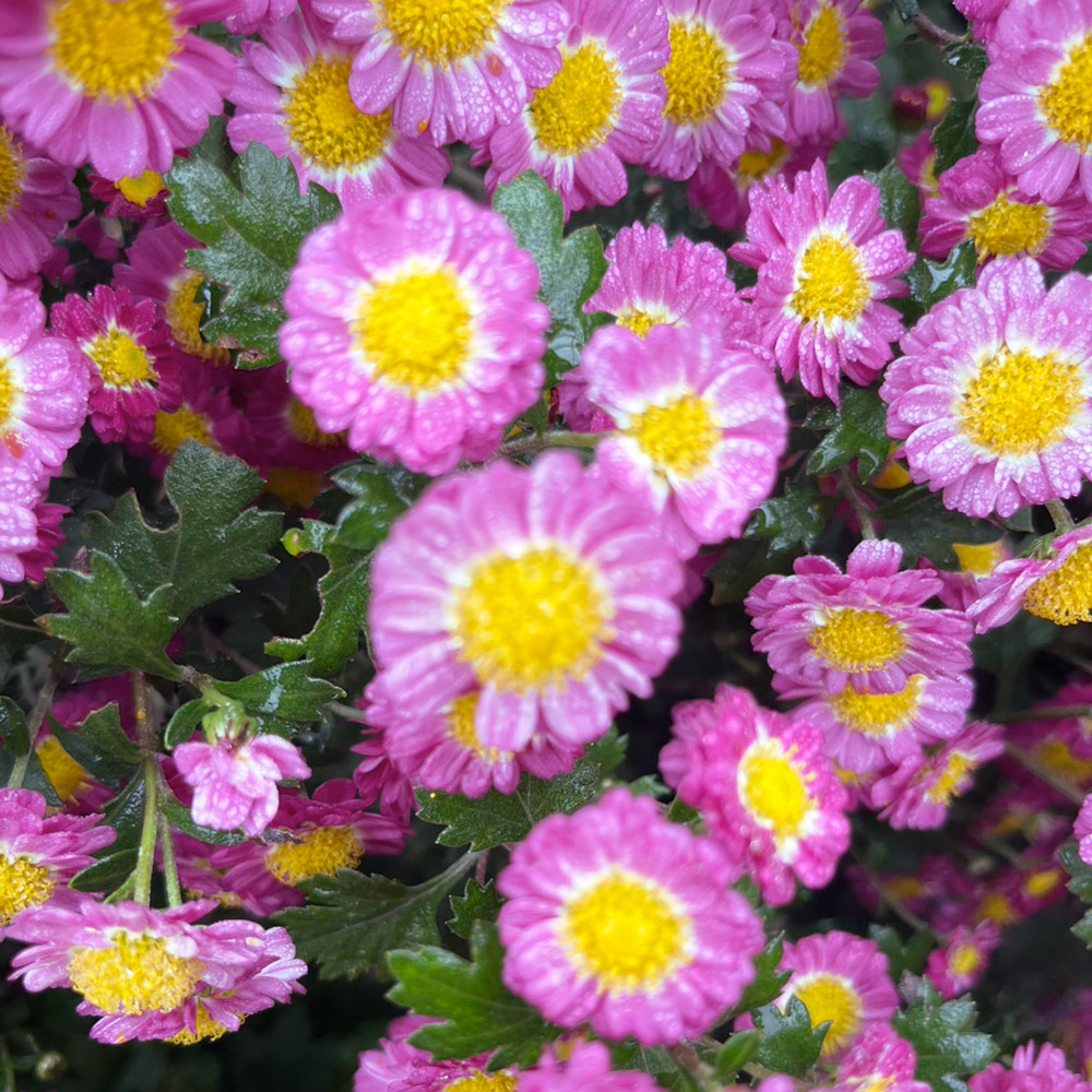 菊苗 小菊 盆栽菊 岩桜 1株