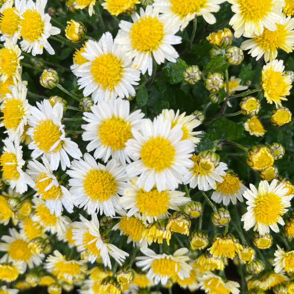 菊苗 小菊 盆栽菊 千石舟 1株