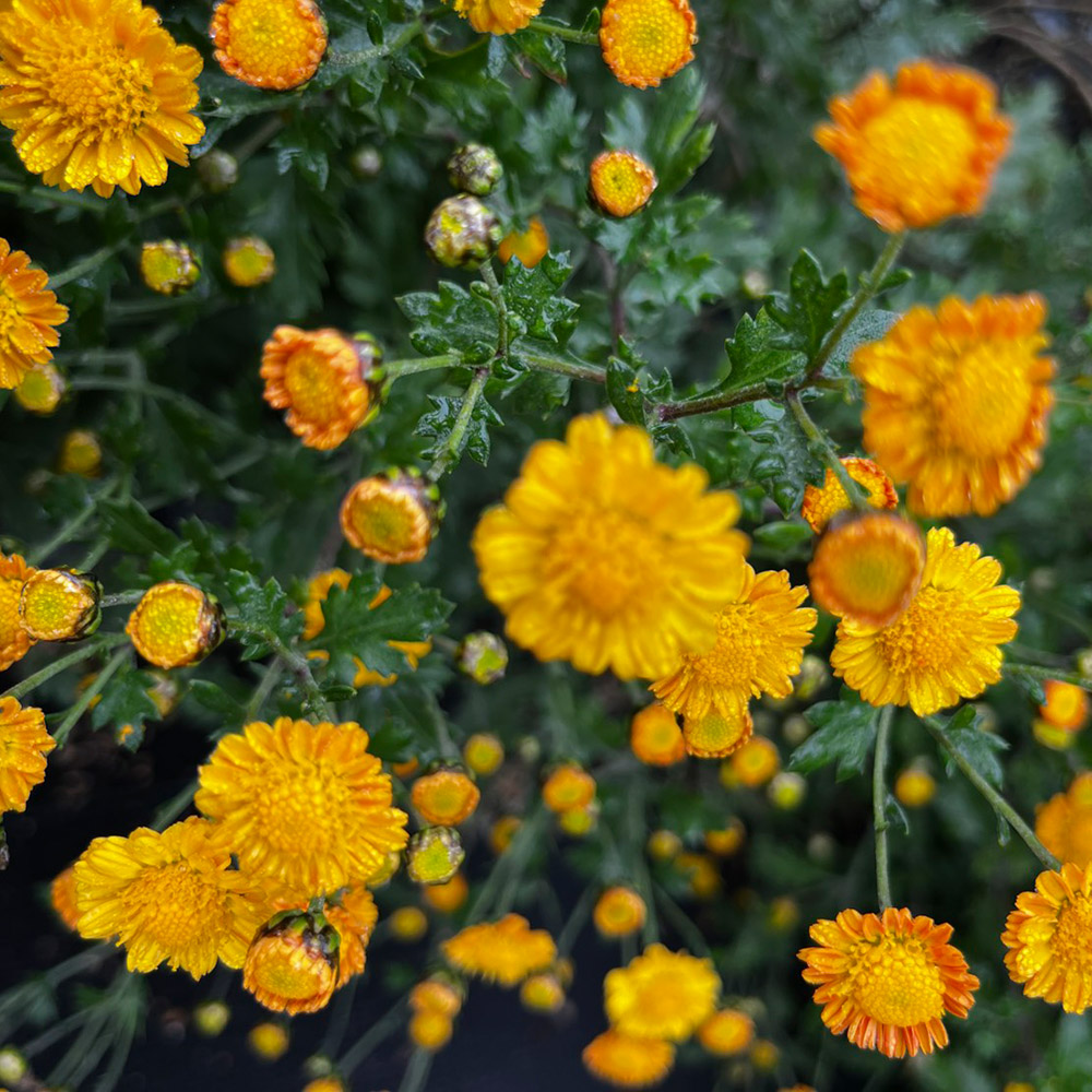 菊苗 小菊 盆栽菊 老楽 1芽