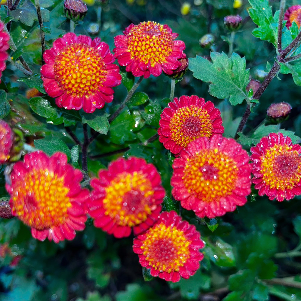 菊苗 小菊 盆栽菊 紅だま 1株