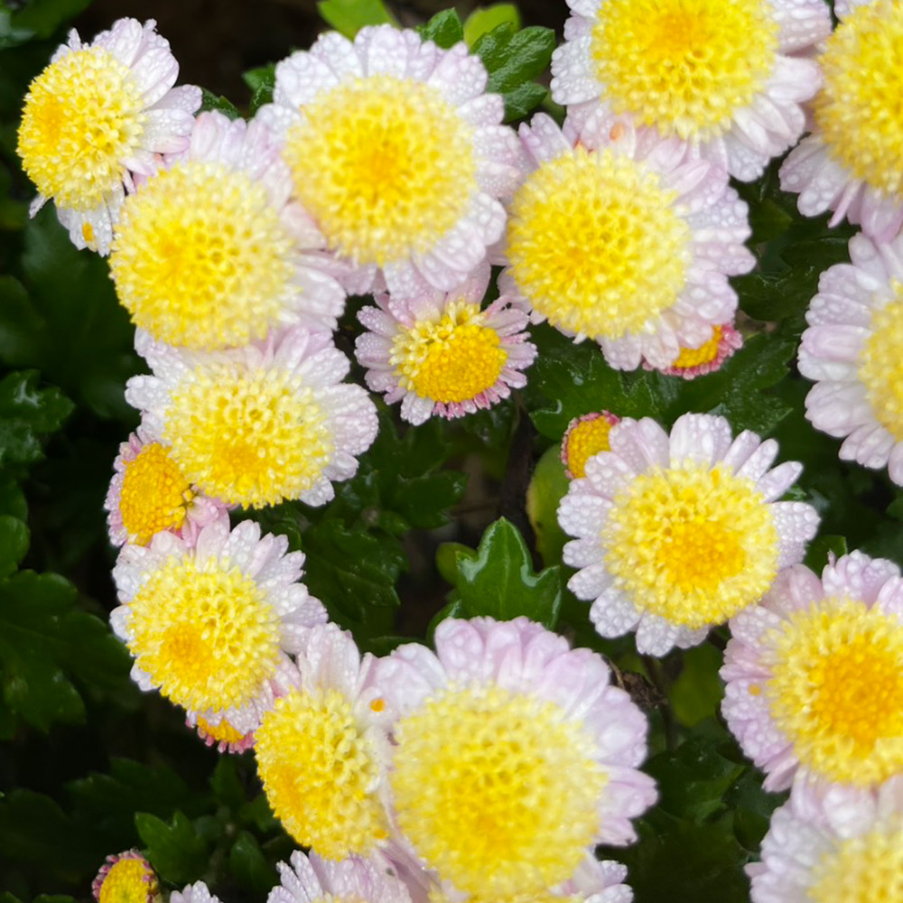 菊苗 小菊 盆栽菊 雪竜 1株