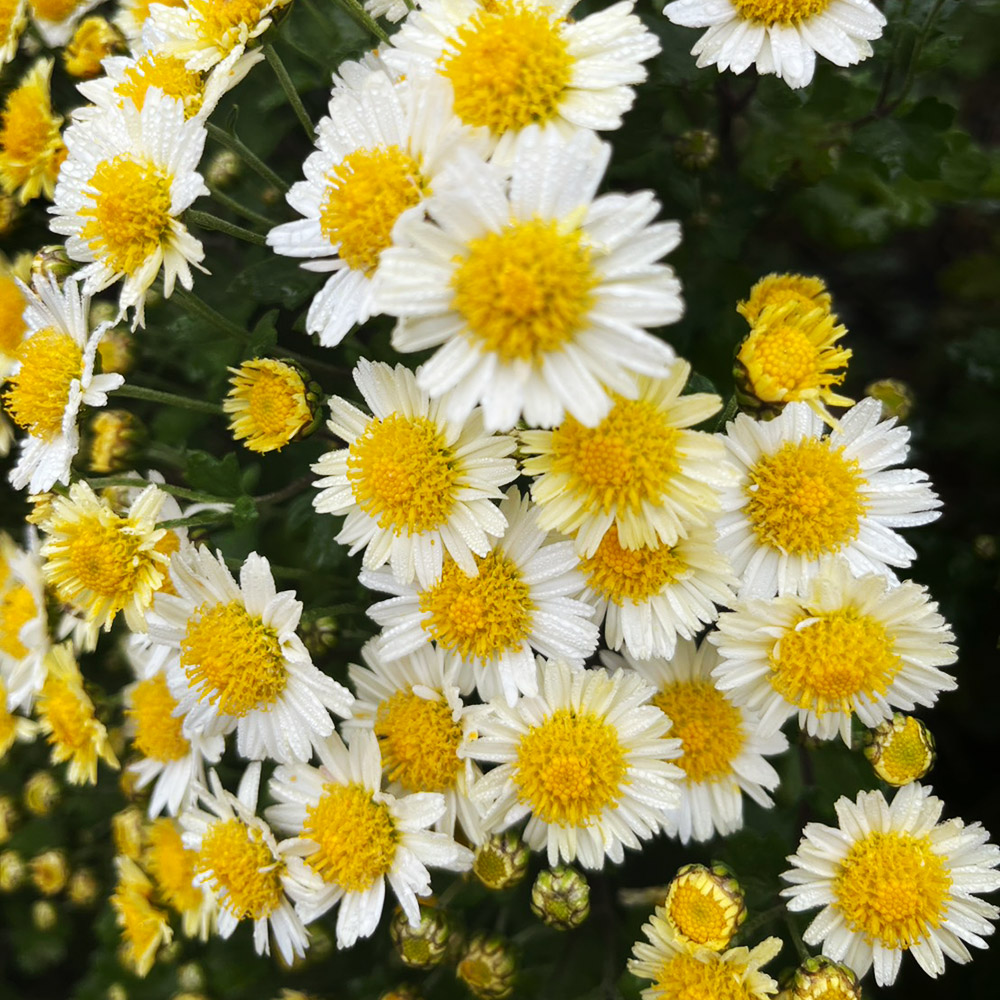 菊苗 小菊 盆栽菊 浜の松 1芽