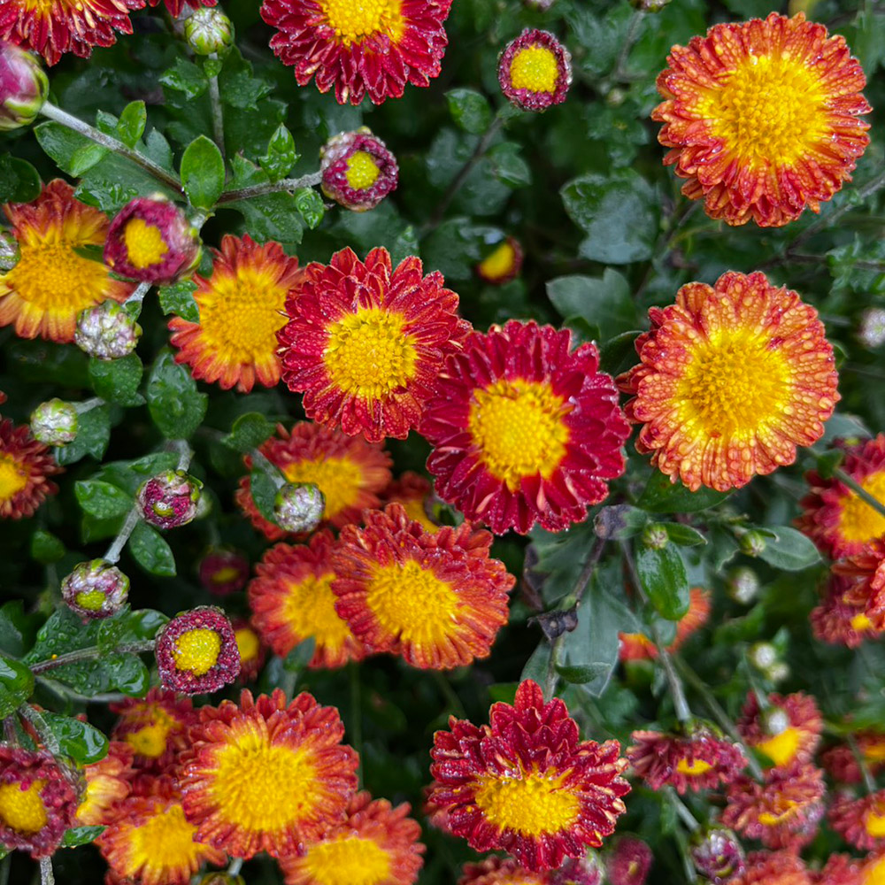 菊苗 小菊 盆栽菊 朝竜 1芽