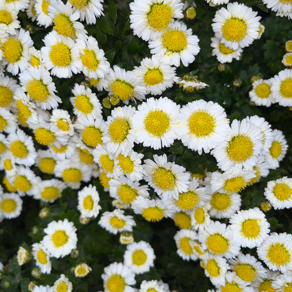 菊苗 小菊 盆栽菊 富士の雪 1芽