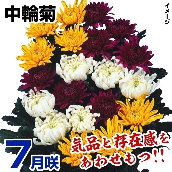 菊苗 7月咲中輪セット 10株（花色見計らい・名称なし）