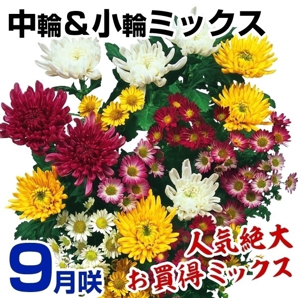 菊苗 9月咲中輪＆小輪ミックス(花色見計らい・名称なし)