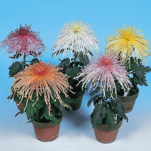 菊苗 大菊 福助作り用管物セット(品種見計らい・名称付き) 5種5芽