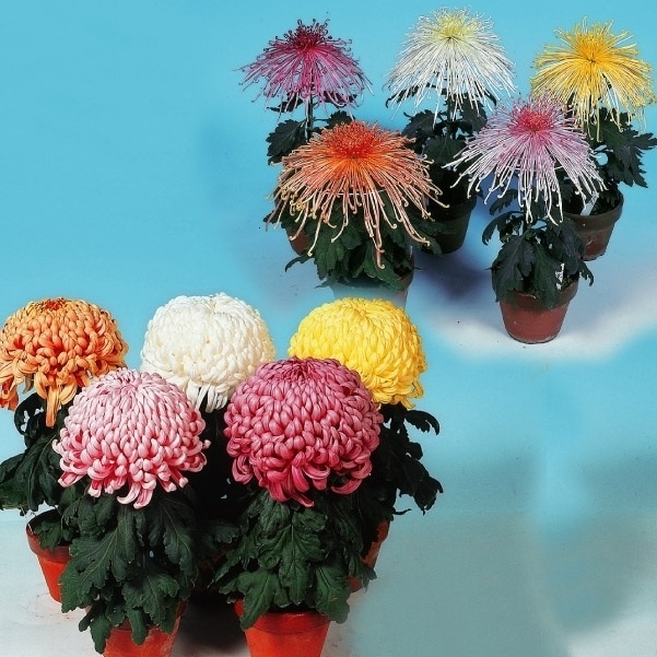 菊苗 大菊 福助作り用厚管混合セット(品種見計らい・名称付き) 6種6芽