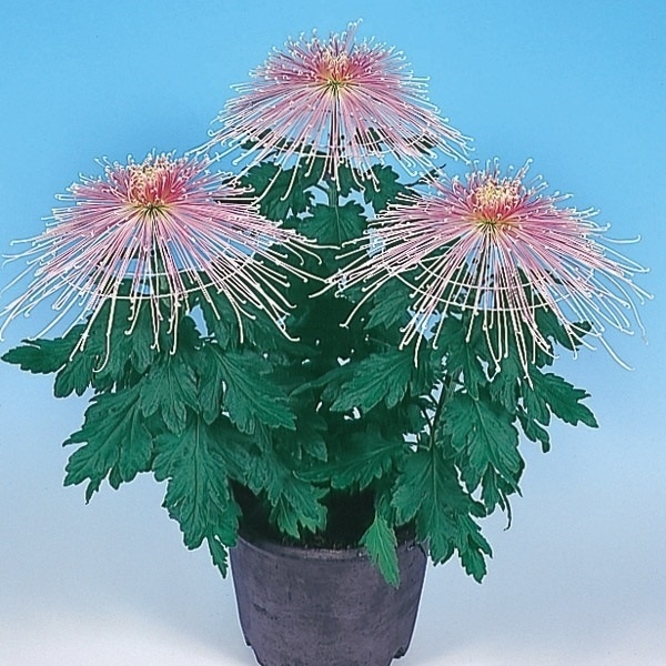 菊苗 大菊 ダルマ作り用管物セット(品種見計らい・名称付き) 5種5芽