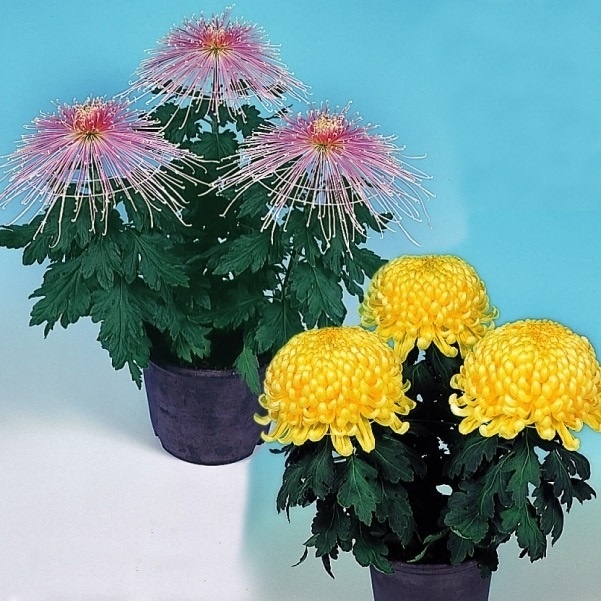 菊苗 大菊 ダルマ作り用厚管混合セット(品種見計らい・名称付き) 6種6芽