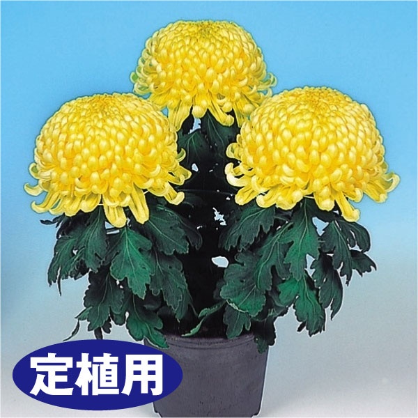 菊苗 大菊 定植用 ダルマ作り用厚物セット 5種5芽