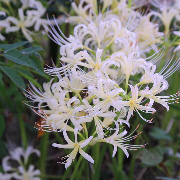 夏植え球根 リコリス 真夏のクリスマス (ホウディシェリー) 早期割引